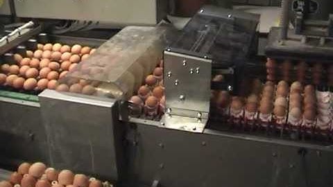 Egg coding EggFlex HeDiPack on Prinzen PSP farmpacker Bennekom