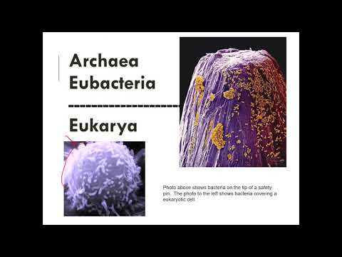 Video: Is anabaena prokarioties of eukarioties?