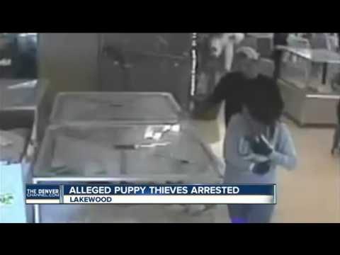 Alleged puppy thieves arrested