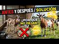 ¿Por Qué Tus Cabras No Dejan Dinero  3 Errores Graves