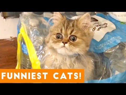 try-not-to-laugh-ultimate-cat-and-kitten-compilation-|-funny-pet-videos