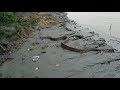 Sanke rescue video(2)