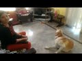 Labrador dog training ,Tarikere, Chikamagalur, karnataka