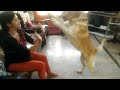Labrador dog training ,Tarikere, Chikamagalur, karnataka