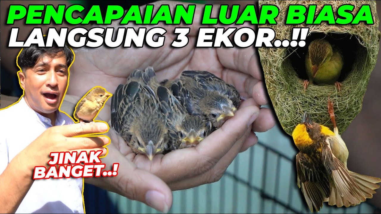 EXCLUSIVE..!! PENCAPAIAN LUAR BIASA. PANEN ANAK BURUNG ARSITEKTUR LANGSUNG DARI SARANG..!!