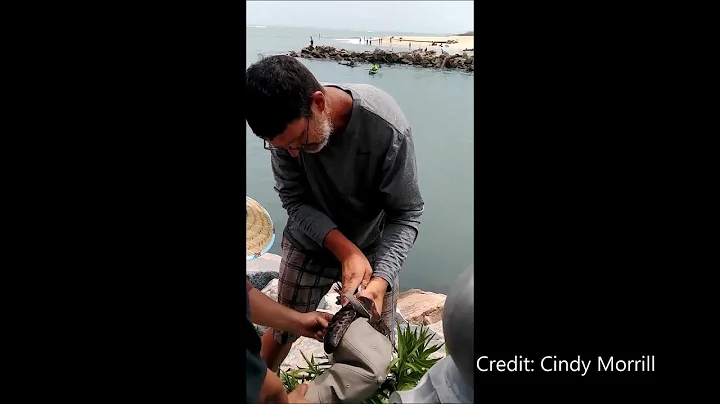 Video: Virginia Beach Osprey Rescue