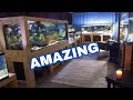 This hobby is crazy  full tour of the fish room