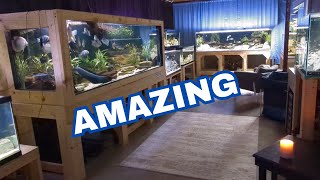 This Hobby is Crazy - full tour of the Fish Room