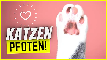 Wie empfindlich sind Katzenpfoten?