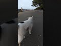 防波堤に餌を持ってそうな人がいたので駆け寄って行こうとしたら三毛猫に止められた