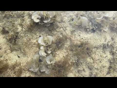 LITTLE SIARGAO LILOY , ZAMBO, NORTE #beach #youtube #nature #amazing #trend #travel #adventure