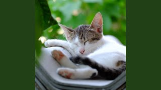 River's Catnap Echoes