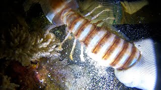 Diving Caught Many Expensive Seafoods On Truong Sa Islands