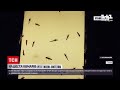Новини світу: Крим заполонили комарі
