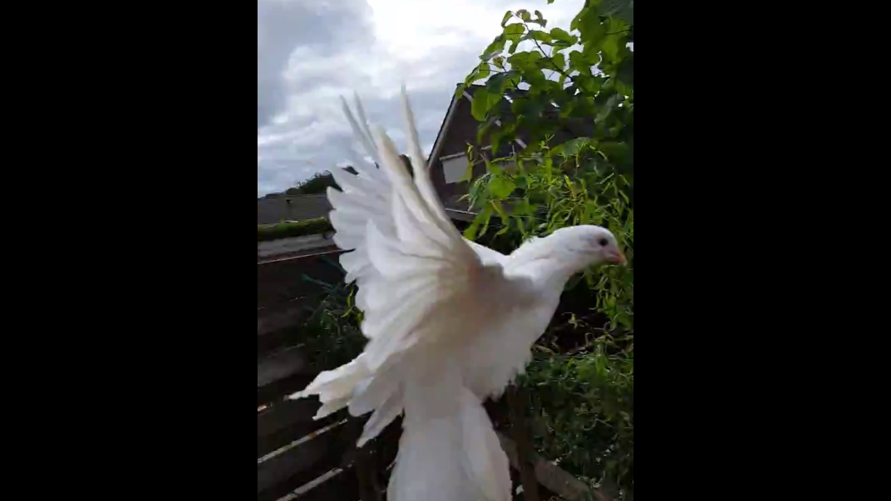 Fantail Pigeons Flying Youtube