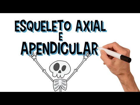 Vídeo: Diferença Entre Axial E Apendicular