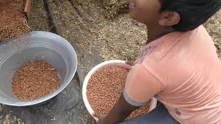 Bengal gram harvesting screenshot 4