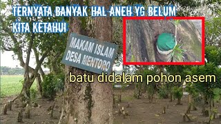 BATU ANEH DI DALAM POHON ASEM SITUS DI MAKAM DESA MENTURO sumobito jombang | lingga yoni