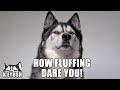 My Husky HATES Being Called A CAT! He Snotted At Me!