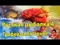 Русская рыбалка 4 Два трофея подряд  Фарм на янтарке