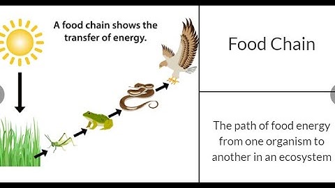 3.9B 3rd grade Science Food Chain in Ecosystems: Engage