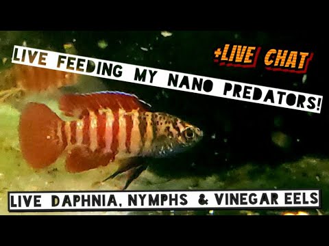 Live Feeding. How to Feed Aggressive & Shy Nano Fish Together @ The