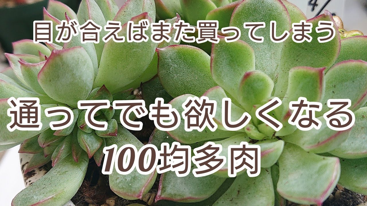 通ってでも欲しくなる100均多肉 Youtube
