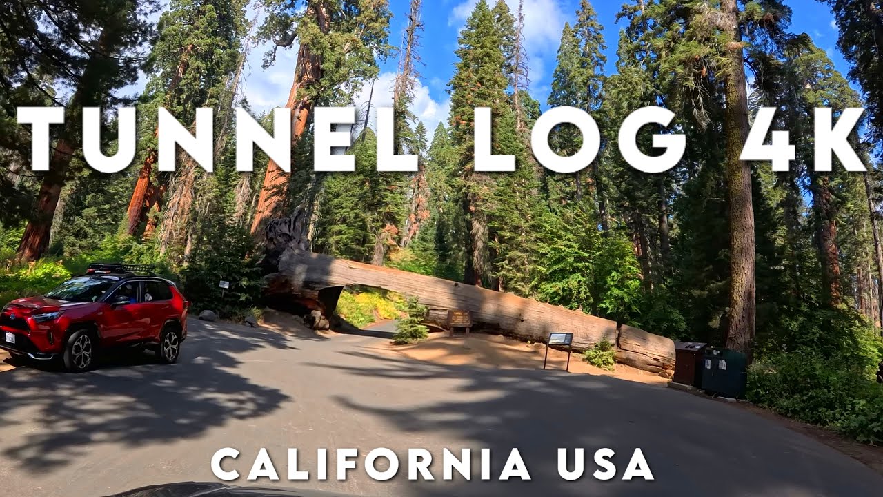 TUNNEL LOG 4K - ICONIC Forest Drive in California USA Scenic & Relax