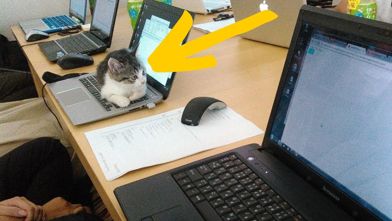 Company Has A Brilliant Way To Reward Employees Who Rescue Cats