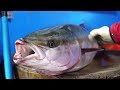 '대방어' 5만원에 회뜨기  How to Fillet Raw Yellowtail Amberjack for Sashimi - Korean Seafood Korea