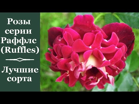 ❀ Розы серии Раффлз (Ruffles): лучшие сорта