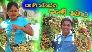 Longan Fruit #පැණි මොර #නීරෝධා පැණිමොර #Mora