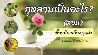 เชื้อรา | ราใบจุด | Dieback | วิธีรักษา | EP.248 | คนบ้ากุหลาบ