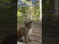 Little kitty at the screen door… except she’s a bobcat. 😅#bobcat at #naturemoment #wildencounters