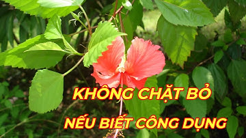 CÂY DÂM BỤT - Công dụng dược liệu quý từ cây trồng bờ rào ít người biết đến.