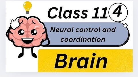 Lec 4 neural control and coordination (class 11th) brain 