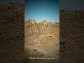 💙 Mongolia wild Przewalski horse, Mongolia — Earth's Best Kept Secret