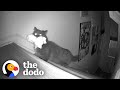 Cat Caught On Hidden Camera Stealing Human Sister's Toys At Night | The Dodo Cat Crazy