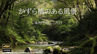 4K 映像 + 自然環境音　足羽川渓谷にかかる蔦の吊り橋 　本州で唯一のかずら橋