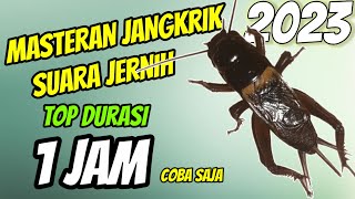 SUARA JANGKRIK JERNIH DURASI 1JAM UNTUK MASTERAN BURUNG / PENGUSIR TIKUS