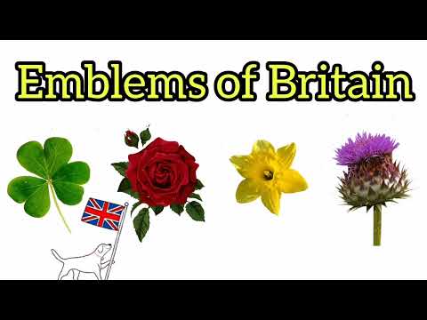 Video: Red rose - the floral symbol of England