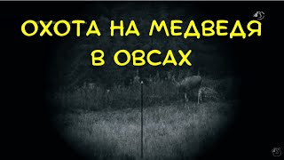 Охота на медведя в овсах