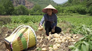 在农村新鲜土豆马铃薯我们做成洋芋干可以保存一年365天都不会坏Several practices of potato Chinese food 美食 | 家常菜 | 野小妹wild girl