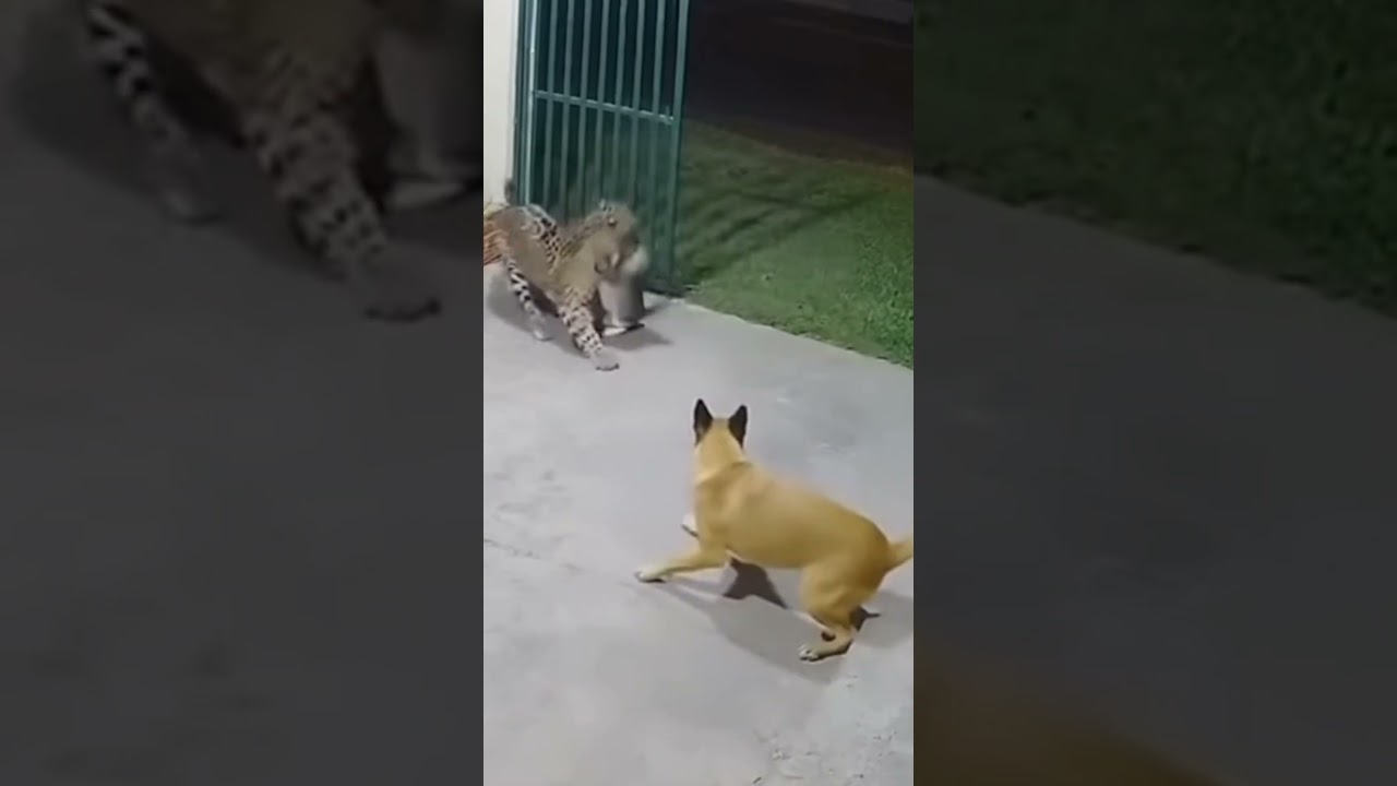 CAT VS JAGUAR 😱 #shorts
