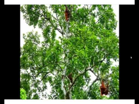 In your hands - Saving Sumatras Orangutans