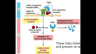 Cyclin Dependent Kinase 4 Cdk-4 And Cyclin G1 Phase Of The Cell Cycle Part 4 On Cell Cycle