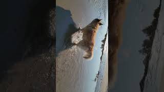 SEPTEMBER DOG WALK AT THE BEACH!!!