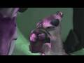 Ice Age Move Sloth (Special Star Effects)