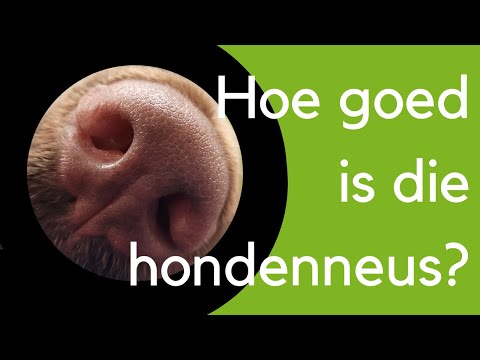 Video: De geweldige neus van je hond