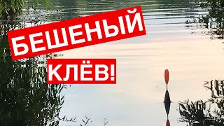 РЫБАЛКА НА ПОПЛАВОК! БЕШЕНЫЙ КЛЁВ КАРАСЯ!